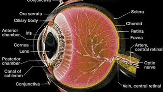 Histology of Eye mbbshistology [upl. by Aloysius]