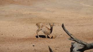 Baby Steenbok Calf [upl. by Tremml]