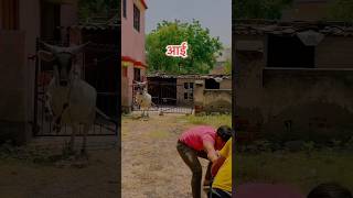 माँ आई 🐦‍🔥 देखो बचाने🐦‍🔥 cow cowvideo comedy youtubeshorts radha youtube ytviral viral [upl. by Nauqat]