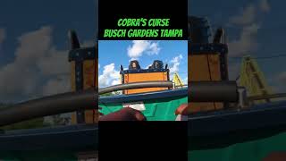 Cobras Curse  Busch Gardens Tampa rollercoaster themepark buschgardenstampa buschgardens [upl. by Iene]