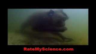 Crabeating macaque with amphibious skill Rate My Science [upl. by Samaria]