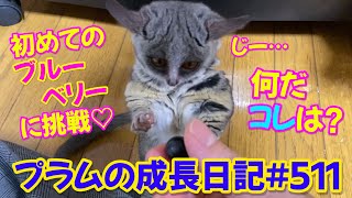 【ショウガラゴ プラム 初めてのブルーベリー🫐】プラムの成長日記 511 [upl. by Einahpets21]