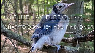 Blue Jay Fledgling  what to do when you find one [upl. by Waal]