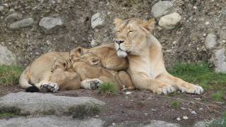 Die vier Löwenbabys  Zoo Zürich [upl. by Palila]