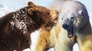 Polar Bear vs Grizzly Bear  Ultimate Animal Showdown [upl. by Eceirehs673]