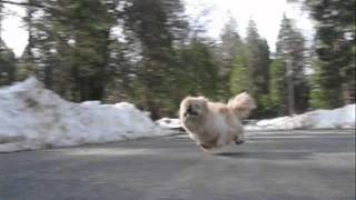 The Worlds fastest Pekingese Dog [upl. by Couhp]