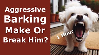 Aggressive Dog Barking 1 Hour  Angry Loud Barking Sounds For 60 Minutes  6 Dog Breeds Barking [upl. by Treborsemaj]