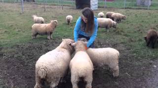 Babydoll Sheep vs Southdown Sheep [upl. by Pinzler]