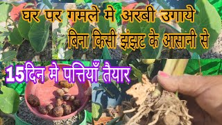 Ghar Par Gamle Me Arbi Kaise Ugayeघर पर गमले मे अरबी कैसे उगाये How To Grow Taro arbi [upl. by Klump216]