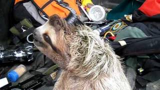 Three Toed Sloth A feamle screaming for a male [upl. by Naman]