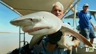 Fan Favorite Rare Glyphis Shark Filmed  River Monsters [upl. by Baerl]