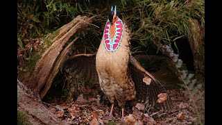 Cabots tragopan Tragopan caboti pheasant display in full [upl. by Biamonte]