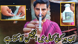 khaal main injection lagane ka tarika  Ivermectin injection  goats skin disease treatment [upl. by Eltsryk322]