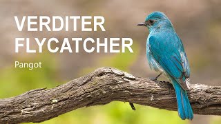 Verditer Flycatcher call  Uttarakhand  Pangot  Sattal  HINDI [upl. by Aerbma]