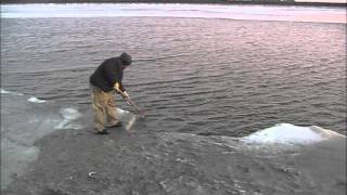 Catching Lampreys [upl. by Poland]