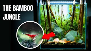 Creating A Unique RARE SHRIMP TANK Using Bamboo Aquascape Tutorial [upl. by Ebbarta]