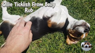 How to tickle a beagle puppy in just the right spot [upl. by Ecinue]