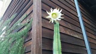 Watch Rare Event Psychoactive San Pedro Cactus Flower Blooming Awesome Timelapse [upl. by Melamed]