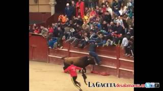 Brutal cogida del Toro del Aguardiente a un mozo mirobrigense [upl. by Evelinn]