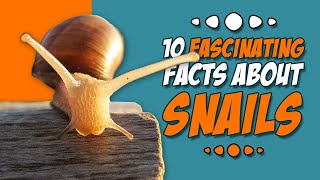 10 fascinating facts about snails [upl. by Belamy]