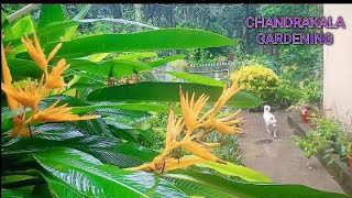 వర్షానికి హెలికాని ప్లాంట్ ఎలా పడిపోయిందో Heliconia plant video chandra kala gardening [upl. by Curhan533]