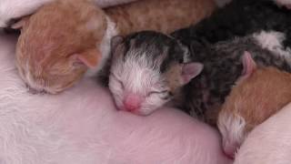 Newborn kittens Cornish Rex loook at those cuties [upl. by Sorenson366]