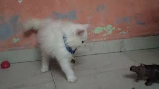 Rani playing with here animal toys 😂🤣cutebaby littlekitty 😍🥰🤪😺😺🐾🐾teena yadav 🌹 ll 🙏🙏🙏👍 [upl. by Ardnuhsed680]