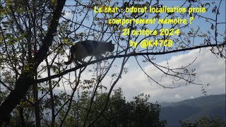 Le chat voleur de poulet 21 octobre 2024 by K47CB [upl. by Celio]