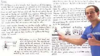 Viruses Lytic Cycle and Lysogenic Cycle [upl. by Erbas]