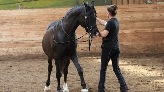 Einführung Boden und Handarbeit Akademische Reitkunst [upl. by Fitting86]