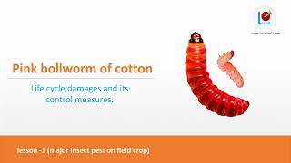 Cotton pink bollwormPectinophora gossypiella life cycle damage symptoms and its control measure [upl. by Olmsted]