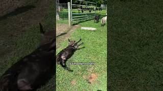 Fainting Goats Natures Funniest Surprise 🐐😲 [upl. by Benji141]