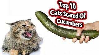 Top 10 cats scared of cucumbers cats vs cucumbers [upl. by Carrillo]