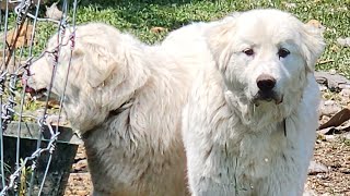 Our Great Pyrenees puppies x5 8 months old and adorable [upl. by Ivek305]