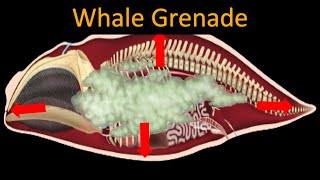 Why do dead whales EXPLODE SENSITIVE CONTENT [upl. by Hillell982]