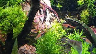 New Rotala Macandra Mini Butterfly [upl. by Eichman517]