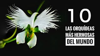 TOP 10 LAS ORQUÍDEAS MAS HERMOSAS DEL MUNDO [upl. by Acinor]