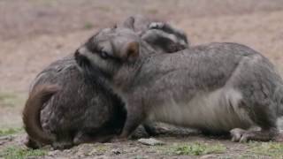 Documental Vizcachas De la plaga a la extinción [upl. by Everson]