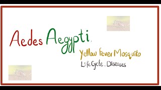 Aedes Aegypti Scientific Name Life cycle of aedes aegypti Diseases How it Infects  Prevention [upl. by Elson258]