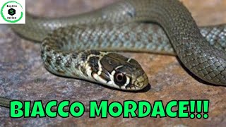 SERPENTI BIACCO mordace  Reptile Nation [upl. by Ongineb]