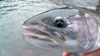 Float Fishing for Massive Winter SteelheadTangled with Captain Quinn [upl. by Kevon]