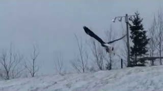 Eagle Flies Away with Cat  ViralHog [upl. by Narcho]