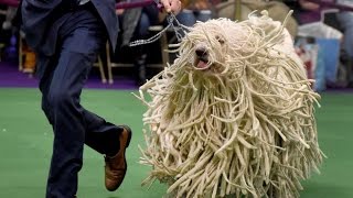 Komondor  DOG LOVERS [upl. by Atronna]