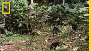 Bonobo the Female Alpha  National Geographic [upl. by Horodko]