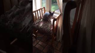 Adorable Sphynx cat Talking cat chatter [upl. by Tasha475]