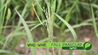 Weed of the Week 1059 Fall Panicum Air Date 72218 [upl. by Eillac211]