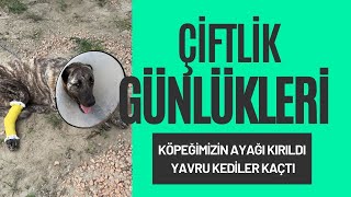 Çiftlik Günlükleri 2 Köpeğimizin Ayağı Kırıldı  Yavru Kediler Kaçtı [upl. by Anneh175]