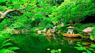 Deep Sleep Music and Nature Sounds  Zen Garden HD Relaxing [upl. by Otrebide257]