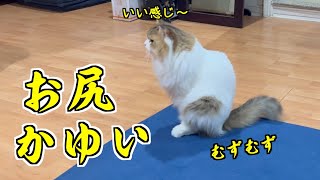 【スクーティング】愛猫が最近床にお尻を擦りつけるようになったので動物病院に連れて行きました【タイに住んでいる猫】 [upl. by Feerahs660]