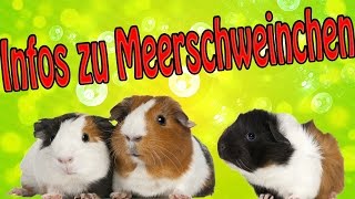 Artgerechte Haltung von Meerschweinchen Infos und Tipps [upl. by Idisahc791]